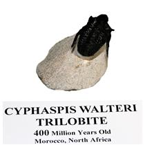 Cyphaspis Walteri TRILOBITE Fossil Morocco 400 Mil Years Old #14920 11o