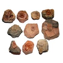 Ductina Trilobites (Lot of 10)  Genuine Fossils 390 Million Yrs Old #14940 33o