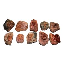 Ductina Trilobites (Lot of 10)  Genuine Fossils 390 Million Yrs Old #14943 21o