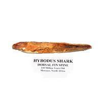 HYBODUS Shark Dorsal Fin Spine Real Fossil 5 1/4 inch #14950 4o