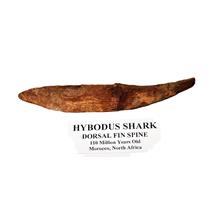HYBODUS Shark Dorsal Fin Spine Real Fossil 5 1/2 inch #14952 5o