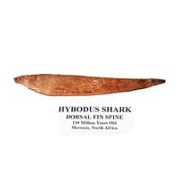 HYBODUS Shark Dorsal Fin Spine Real Fossil 5 1/2 inch #14953 4o