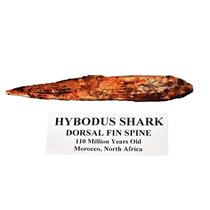 HYBODUS Shark Dorsal Fin Spine Real Fossil 4 1/2 inch #14954 4o
