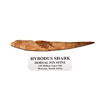 HYBODUS Shark Dorsal Fin Spine Real Fossil 5 1/2 inch #14955 5o