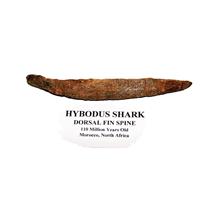 HYBODUS Shark Dorsal Fin Spine Real Fossil 5 1/4 inch #14959 4o