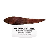 HYBODUS Shark Dorsal Fin Spine Real Fossil 5 1/2  inch #14966 4o