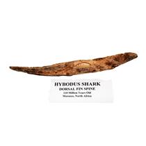 HYBODUS Shark Dorsal Fin Spine Real Fossil 7 1/4  inch #14970 5o