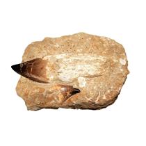MOSASAUR Dinosaur Extra Large Tooth Fossil in Matrix  #14993 40o
