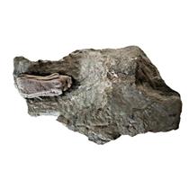 CRINOID Fossil Macrocrinus, Partially Prepared - Crawfordfordsville #15081 8o