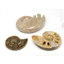AMMONITE Fossils Lot of 3 (100-120 Mil Yrs old) Morocco & Madagascar #12391