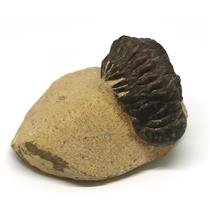 Crotalocephalus TRILOBITE Fossil 400 Million Years old #15172 8o