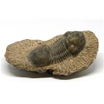 Crotalocephalus TRILOBITE Fossil Morocco 400 Million Years old #15183 16o