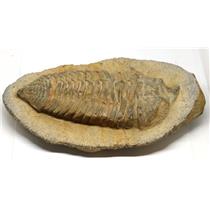 Calymenella TRILOBITE Fossil Morocco 470 Million Years old #15244 40o
