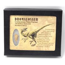 Dromeosaur Raptor Dinosaur Tooth Fossil .765 inch w/ Display Box SDB #15329 11o
