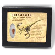 Dromeosaur Raptor Dinosaur Tooth Fossil .641 inch w/ Display Box SDB #15332 11o