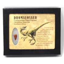 Dromeosaur Raptor Dinosaur Tooth Fossil .588 inch w/ Display Box SDB #15337 11o