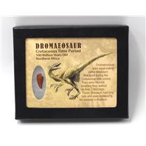 Dromeosaur Raptor Dinosaur Tooth Fossil .732 inch w/ Display Box SDB #15339 11o