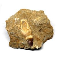 MOSASAUR Dinosaur Tooth Fossil in Matrix 2.222 in #15649 19o