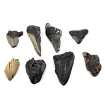 MEGALODON TEETH Lot of 8 Fossils w/8 info cards SHARK #15664 29o