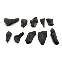 MEGALODON TEETH Lot of 10 Shards Fossils w/10 info cards SHARK #15665 32o