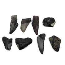MEGALODON TEETH Lot of 8 Fossils w/8 info cards SHARK #15677 31o