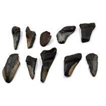 MEGALODON TEETH Lot of 10 Fossils w/10 info cards SHARK #15701 26o