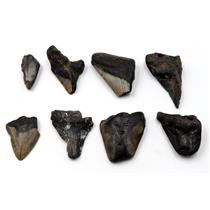 MEGALODON TEETH Lot of 8 Fossils w/8 info cards SHARK #15711 18o