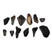 MEGALODON TEETH Lot of 12 Fossils w/12 info cards SHARK #15716 22o