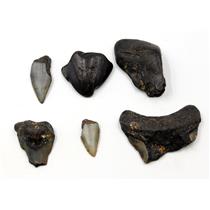 MEGALODON TEETH Lot of 6 Fossils w/6 info cards SHARK #15722 13o