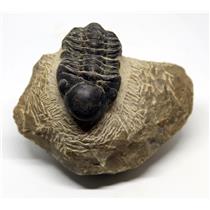 Reedops TRILOBITE Fossil Morocco 390 Million Years old #15727 25o