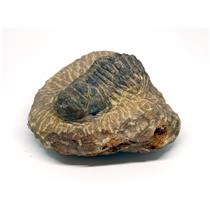 Crotalocephalus TRILOBITE Fossil Morocco 390 Million Years old #15739 23o