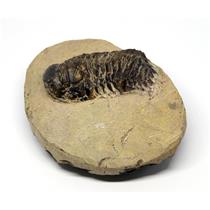 Crotalocephalus TRILOBITE Fossil Morocco 390 Million Years old #15740 18o