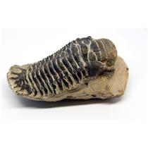 Crotalocephalus TRILOBITE Fossil Morocco 390 Million Years old #15742 18o