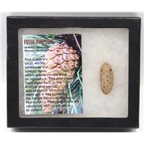 Pine Cone Fossil w/ Display Box LDB 50 Million Yrs Old COA #15856 13o
