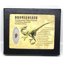 Dromeosaur Raptor Dinosaur Tooth Fossil .469 inch w/ Display Box SDB #15871 11o