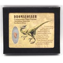 Dromeosaur Raptor Dinosaur Tooth Fossil .548 inch w/ Display Box SDB #15912 11o