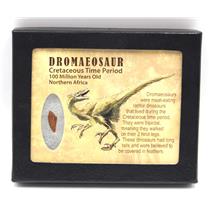 Dromeosaur Raptor Dinosaur Tooth Fossil .621 inch w/ Display Box SDB #15913 11o