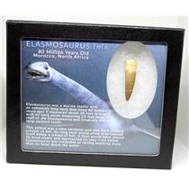 Elasmosaur Dinosaur Tooth 1.517 inches MDB w/COA 80 MYO #16033 13o