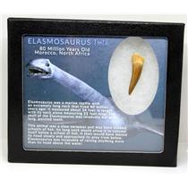 Elasmosaur Dinosaur Tooth 1.527 inches MDB w/COA 80 MYO #16055 13o