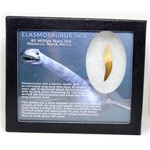Elasmosaur Dinosaur Tooth 1.707 inches MDB w/COA 80 MYO #16057 13o