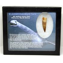 Elasmosaur Dinosaur Tooth 1.633 inches MDB w/COA 80 MYO #16061 13o