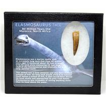 Elasmosaur Dinosaur Tooth 1.634 inches MDB w/COA 80 MYO #16068 13o