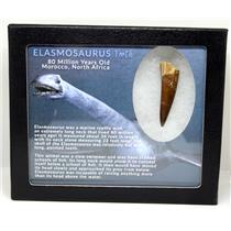 Elasmosaur Dinosaur Tooth 1.855 inches MDB w/COA 80 MYO #16069 13o