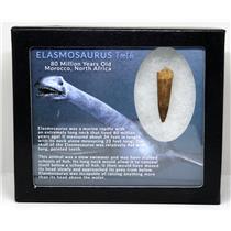 Elasmosaur Dinosaur Tooth 1.656 inches MDB w/COA 80 MYO #16072 13o