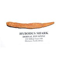 HYBODUS Shark Dorsal Fin Spine Real Fossil 4.5 inch 8o (E)