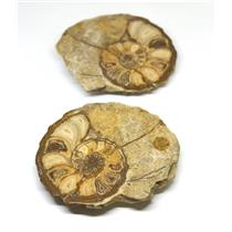 Ammonite Acanthoceras Split Polished Fossil Texas 96 MYO w/label  #16236 27o