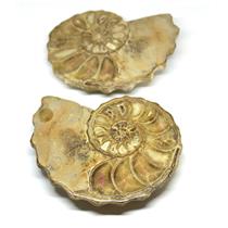 Ammonite Acanthoceras Split Polished Fossil Texas 96 MYO w/label  #16242 36o