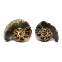 Ammonite Hoploscaphites Split Polished Fossil Montana 100 MYO w/label #16279 14o