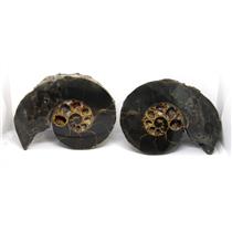 Ammonite Hoploscaphites Split Polished Fossil Montana 100 MYO w/label #16283 26o