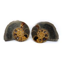 Ammonite Hoploscaphites Split Polished Fossil Montana 100 MYO w/label #16285 15o